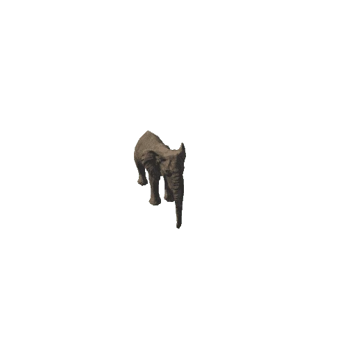 elephant_female_fv_ip_LP (mat2)